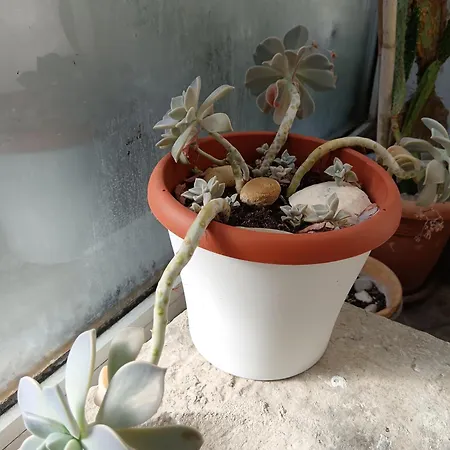 Spalacun Appartement Split
